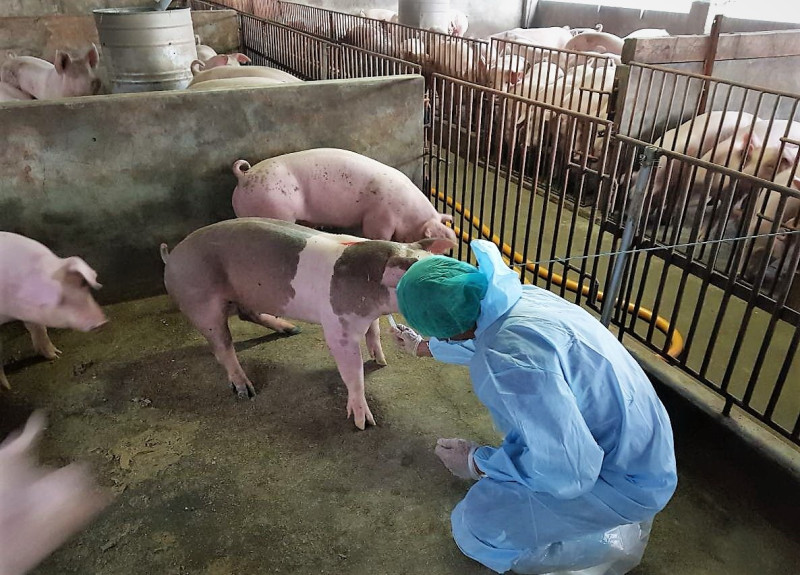 《文青別鬼扯》指出，防範非洲豬瘟，關鍵在於禁止廚餘養豬。   圖／屏東縣政府提供
