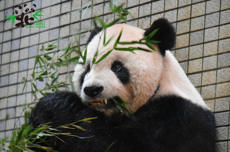 貓熊「團團」裝牙套   圖：台北市立動物園/提供