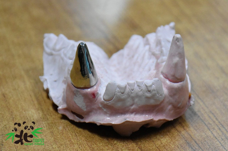 「團團」的牙套特別選用「鈦金屬」材質   圖：台北市立動物園/提供