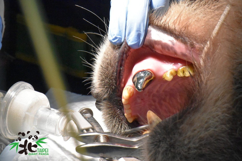 醫療團隊順利為「團團」裝上牙套。   圖：台北市立動物園/提供