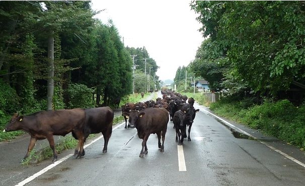 馬路上奔走的福島牛。   圖非當事牛／翻攝自網路
