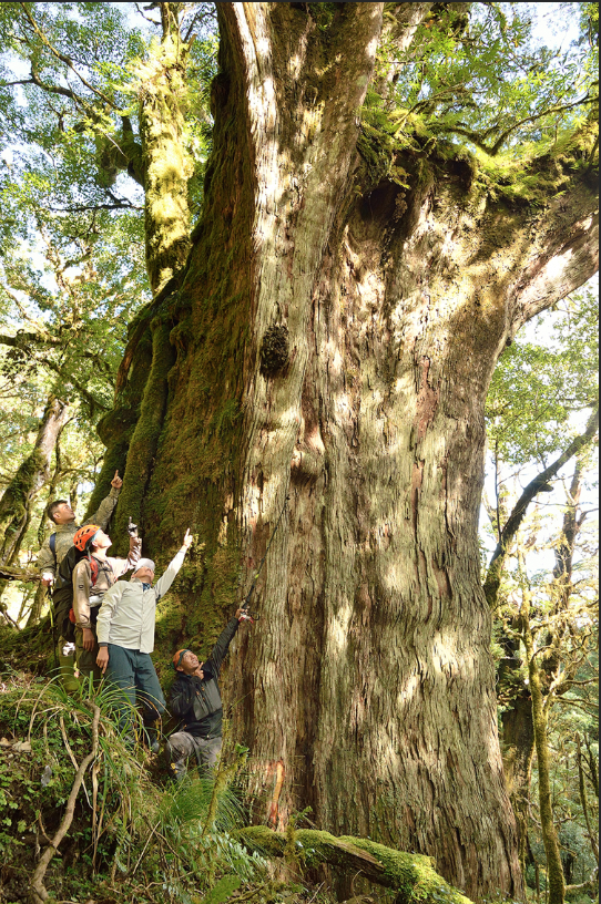 需多人環抱的紅檜巨木。   圖：台東林區管理處／提供