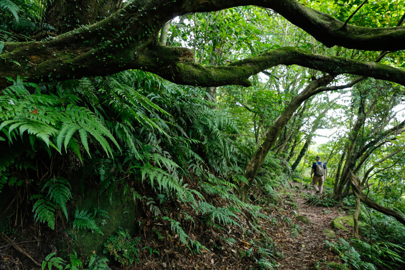 荒野探險型的「燦光寮古道」，是較為有挑戰性的路徑，沿途林蔭茂密，是吸收大自然芬多精的好地方。   圖：新北市政府／提供