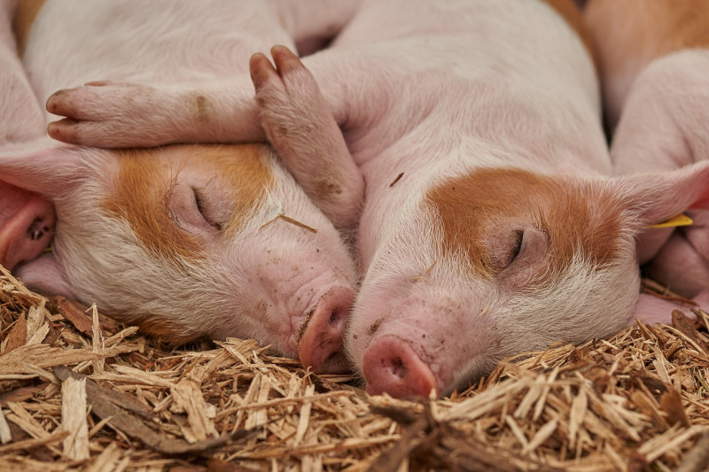 豬血球蛋白粉由於能促進免疫能力，常使用在飼料內。   圖／取自pixabay