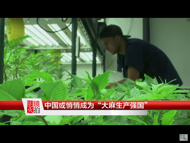 中國政府在黑龍江和雲南兩省悄悄放開了大麻種植業，其種植面積相當於全球商業低酚大麻種植面積的一半。   圖：翻攝自Youtube