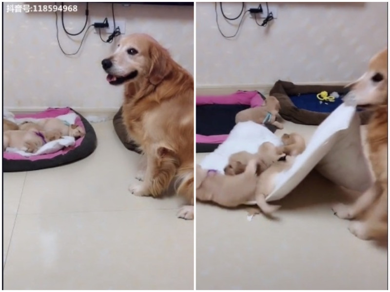 大陸這隻黃金獵犬「艾迪」看見自己狗兒子們霸佔自己的床，竟咬走孩子們的床墊。   圖 / 翻攝自抖音