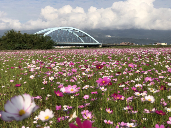 宜蘭市公所表示，波斯菊花期預計可延續到1月中，民眾可以利用休假時，至橋下賞花。   圖：宜蘭市公所／提供