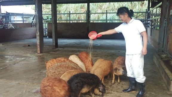 新北市三芝區的曼加利察豬，楊飼主每天用飼料餵食豬群。    圖：新北市動保處提供 