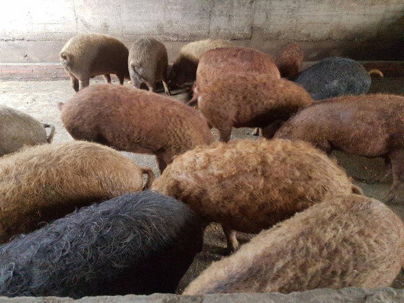 曼加利察豬的毛色相當多樣。    圖：新北市動保處提供 
