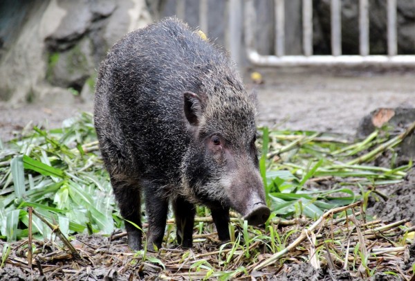 台灣野豬是冰河期由亞洲大陸播遷而來，屬於歐亞野豬的一個特有亞種。   圖：台北市立動物園/提供