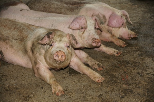 參加生肖營讓你認識你所不知道的「豬」事，還可以體驗保育員照顧豬寶寶。圖為家豬。   圖：台北市立動物園/提供