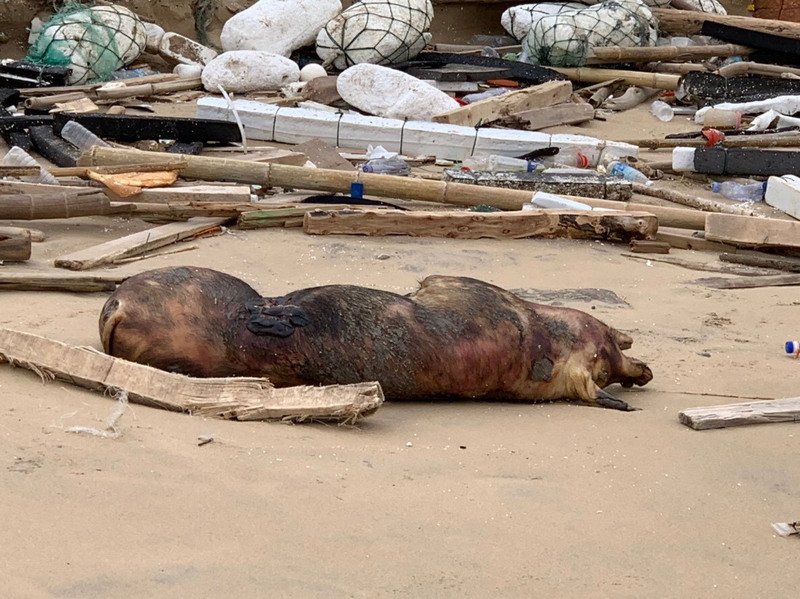 金門縣金沙鎮田埔岸際去年底發現的死亡豬隻，已證實為非洲豬瘟豬隻。   圖：金門岸巡總隊/提供