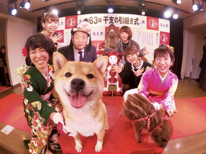 大阪通天閣今年生肖交接儀式的主角是柴犬和山豬。   圖／翻攝自通天閣推特