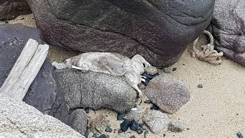 4日於金門小坵嶼發現有漂流豬屍，確定為陰性。   圖：金門縣動植物防疫所/提供