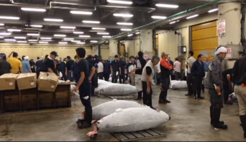 築地市場以每天清晨鮪魚拍賣聞名，去年10月遷址到豐洲市場，今天首度舉辦新年黑鮪魚競標。資料畫面。   圖：翻攝youtube畫面