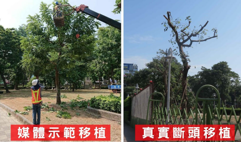 高雄市府捷運局示範給媒體看的移植樹木狀況，以及民眾發現「斷頭樹」的狀況。   圖：高雄愛樹人/提供