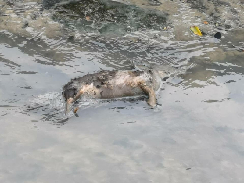 一名民眾在泰山區貴子坑溪發現疑似小豬的屍體。   圖：翻攝自ㄨㄚ是泰山人臉書社團