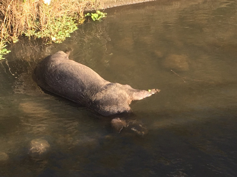 桃園八德區驚傳有死豬被丟棄在水溝裡。   圖：林昀真翻攝