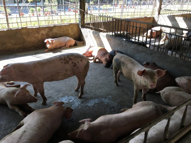 高雄市農業局為防範非洲豬瘟入侵，正積極輔導高風險養豬戶辦理離牧或產業轉型。   圖：高雄市動保處/提供