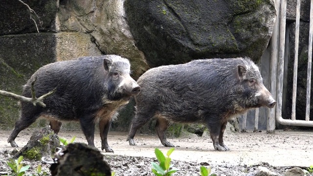 台灣野豬「山茶」、「山櫻」。   圖：台北市立動物園/提供