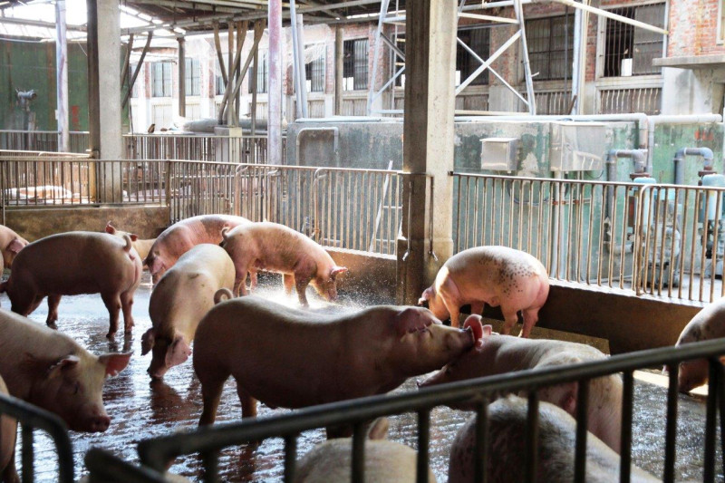 針對死豬棄置者農委會將開罰，最高可罰百萬。   圖：高雄市農業局/提供