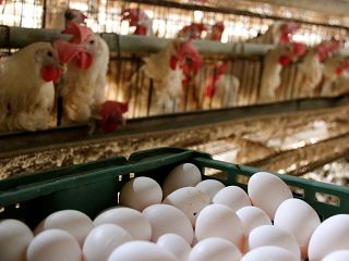 全國蛋商調漲雞蛋每斤3元，目前產地價一斤40元，創8年來新高。   圖 : 翻攝自ica.org.tw