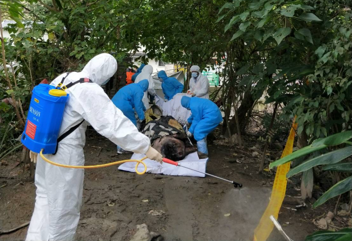 台北市大安區昨（ 7 ）日發現重約 300 斤麝香豬屍體，台北市動保處證實未檢出非洲豬瘟病毒。   圖：動保處/提供