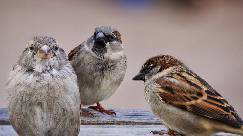 廣東話被戲稱為「鳥語」，原因讓人又好氣又好笑。   圖 / 翻攝自Pixabay