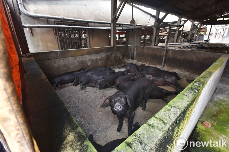 目前桃園市400場養豬戶，有314場以廚餘飼養豬隻，其中又以飼養黑豬為多。   圖：林昀真／攝