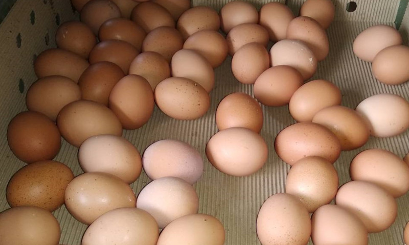 雞蛋價格飆高再加上市場擔憂非洲豬瘟疫情可能擴散，讓國內雞肉大廠卜蜂與大成的股價攀升。   圖／NOWnews資料照片