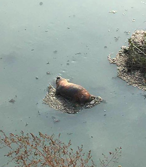 嘉義市下埤里大排旁發現一頭疑似被燒過的豬屍。   圖：翻攝綠豆嘉義人臉書