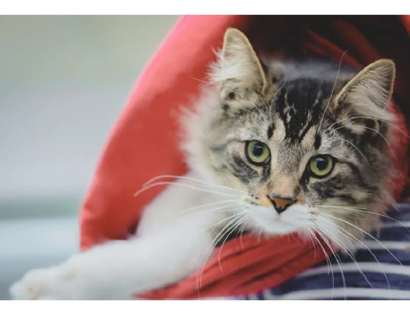 加拿大一隻家貓 Baloo 躲進紙箱，被主人連同包裹寄出 1200 公里。   圖 / 翻攝自 CBC 
