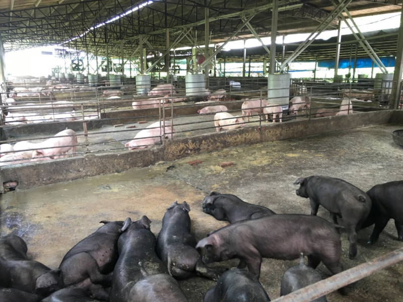 在台灣，養豬業相當重要，非洲豬瘟防疫工作因而拉高為國安層級。   圖：嘉義縣政府/提供