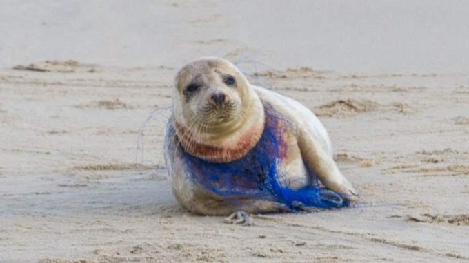 英國攝影師馬克羅（Paul Macro）近日在諾福克郡海灘上拍到一張震驚各界的照片，一隻雌海豹被尼龍網勒頸勒到出血。   圖：翻攝自itv news /Credit: Paul Macro