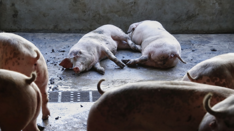 越南獸醫部門今天宣布，越南在興安和太平2個北部省份發現8個農戶養殖的豬場感染非洲豬瘟病毒，成為下一個淪陷疫情的國家。   圖 / 翻攝自網路(示意畫面)