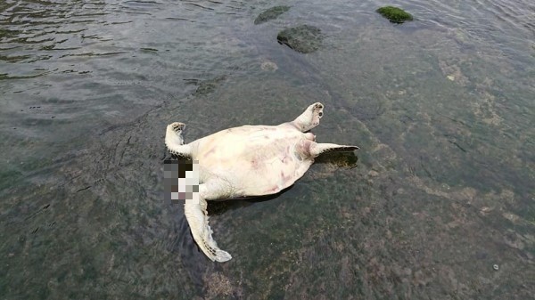 國立海洋科技博物館博士廖運志，上午發現有隻海龜竟斷頭沒了性命。   圖：廖運志/提供