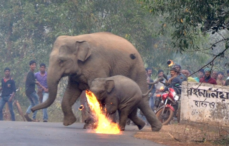 村民投擲燃燒彈驅趕母象與象寶寶。   圖／翻攝自每日郵報