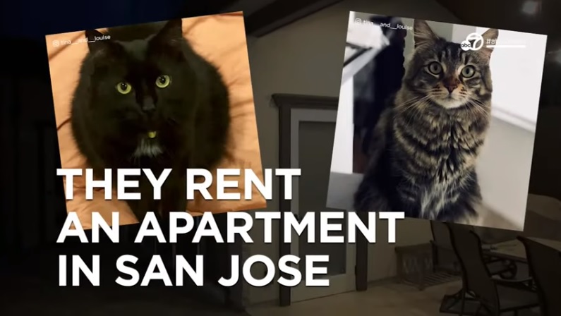 美國矽谷有2隻貓咪超好命，住在每月租金1500美元的套房公寓，享受超豪華「貓窩」。   圖：翻攝Youtube