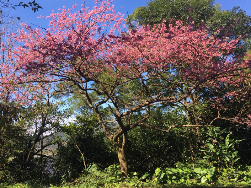 107石碇區櫻花盛開的美景。 
   圖：新北市景觀處/提供