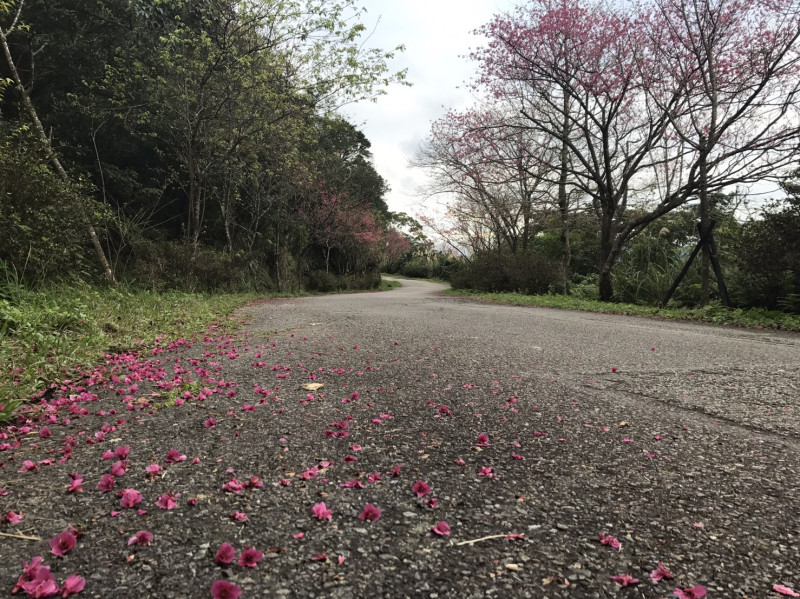 石碇二格步道去年櫻花開的盛況。 
   圖：新北市景觀處/提供