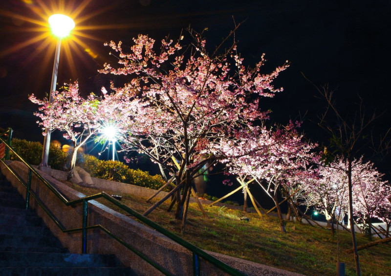 今年的樂活夜櫻季以「浪漫光櫻」為題。   圖：台北市工務局公園路燈工程管理處／提供