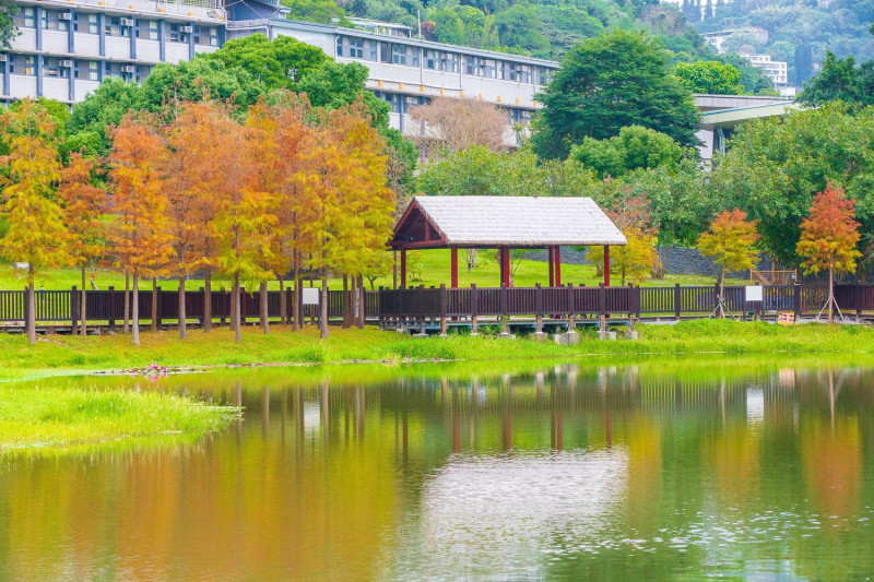台北原住民文化主題公園內的落羽松美景，就像一幅美麗的風景畫，不只夢幻也超好拍。   圖：截自台北旅遊網臉書粉絲專頁，潘俊霖／攝
