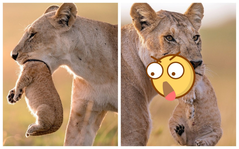 近日網路瘋傳的母獅含頭照，攝影師出面回應了。   圖／翻攝自每日郵報