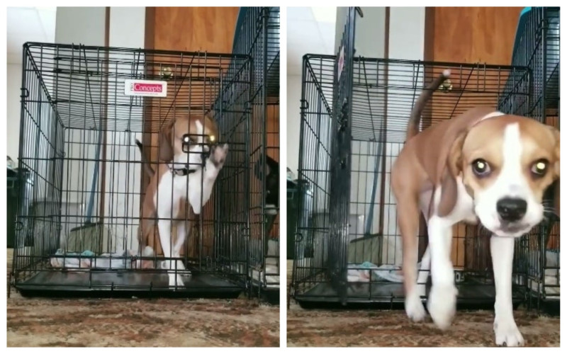 網友分享自家狗狗， 15 秒神破解狗籠的影片。   圖／翻攝自 Ash Jordan 臉書