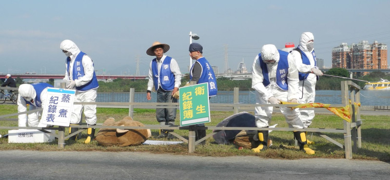 新北市政府進行非洲豬瘟防疫演習；圖為模擬養豬場出現疑似病例，經確診後，進行移動管制、全面電擊撲殺及消毒。    圖：王峻昌/攝