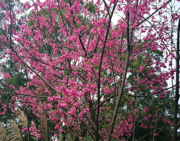 三芝動物之家行道樹上的櫻花，就是俗稱山櫻花的緋寒櫻，也有部分為接枝吉野櫻，在春節期間會接力綻放，是賞櫻花的好時機。   圖/新北市政府動物保護防疫處提供
