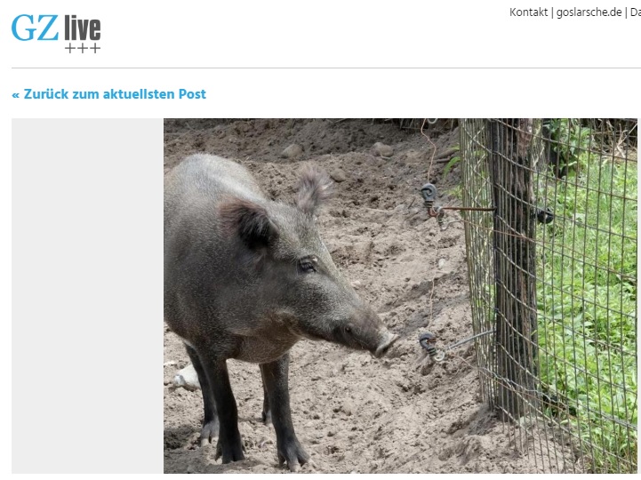 德國媒體「GZ Live+++」報導丹麥為了擋非洲豬瘟，不惜築起圍牆，此舉遭到環保人士批評。   圖：翻攝「GZ Live+++」