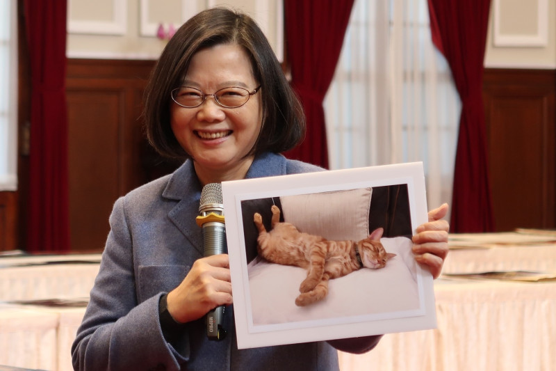 總統蔡英文秀出自己拍的第一家貓照片。   圖：林朝億/攝