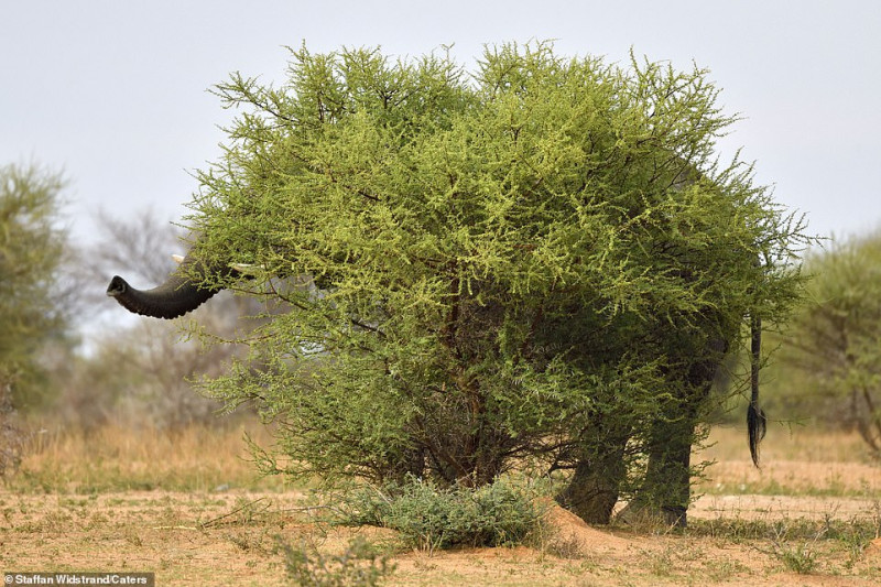 攝影師捕捉到大象躲在樹叢後，宛如在玩捉迷藏的景象。   圖／翻攝自每日郵報
