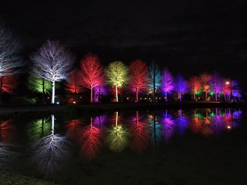 落羽松樹上裝設100盞LED探照燈，有紫色、白色、紅色、藍色等多種顏色，倒映在水面上相當漂亮。   圖：宜蘭縣三星鄉/提供